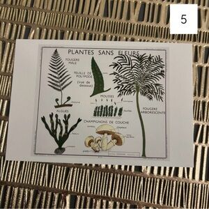 French Language Single Postcard Art - Vintage Botany - Plants without Flowers 5